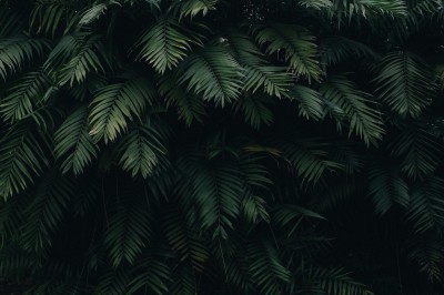 nature test 2